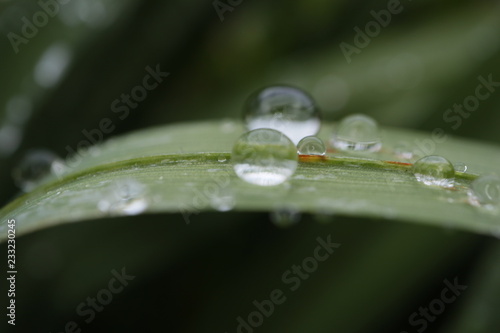 雨上がりの水滴が光る葉