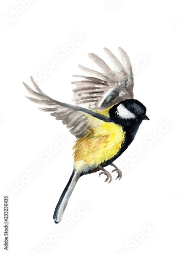 watercolor drawing of a bird. tit in flight