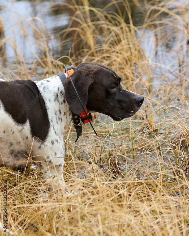 Dog english pointer hunting at the swamp using GPS tracker 