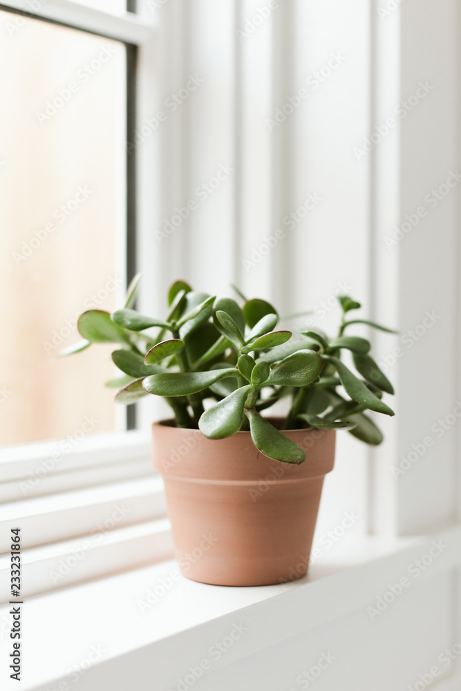 Simple Jade on Windowsill Simple Jade on Windowsill