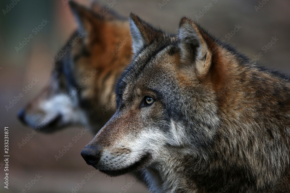 Wolf portrait