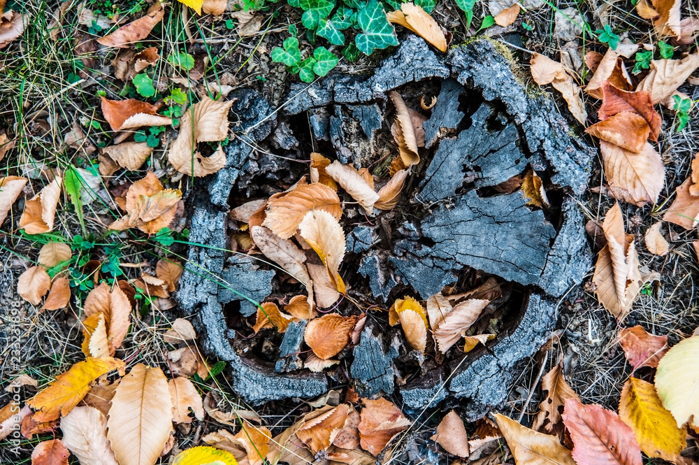 The beautiful black stump of an old tree is partially covered with autumn leaves