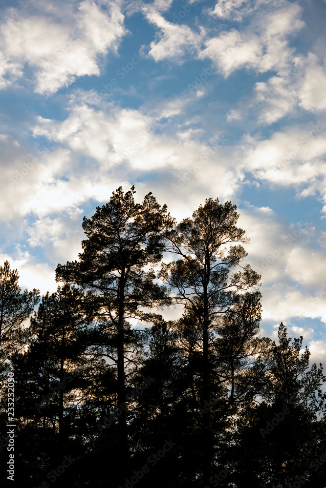 Trees against a cloudy sky Trees against a cloudy sky