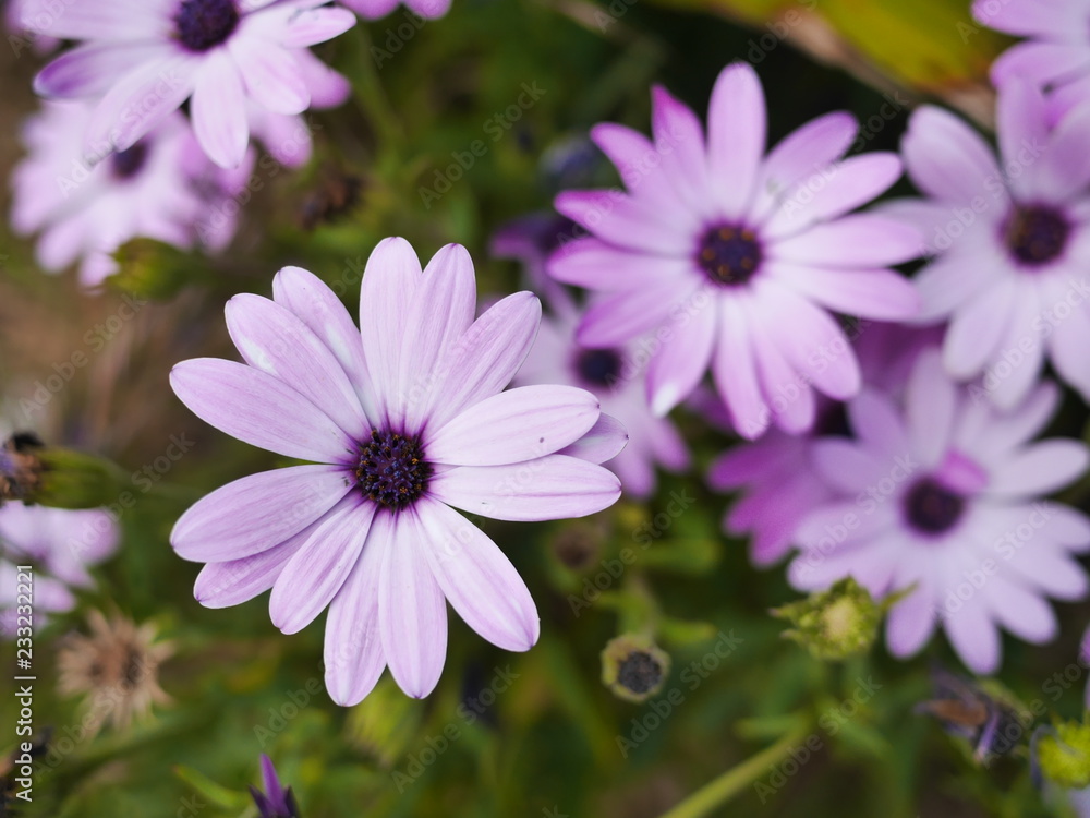marguerite rose marguerite rose
