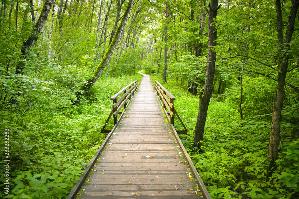 Wooden path in the forest or park