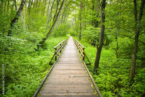 Wooden path in the forest or park