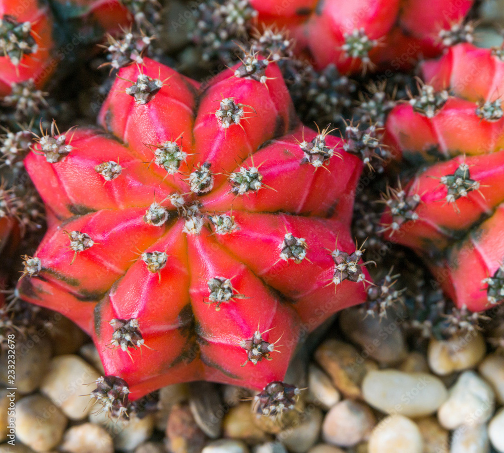 Red cactus Gymnocalycium mihanovichii isolated,colorful tree,decorate garden,close up