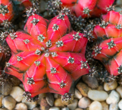 Red cactus Gymnocalycium mihanovichii isolated colorful tree decorate garden close up