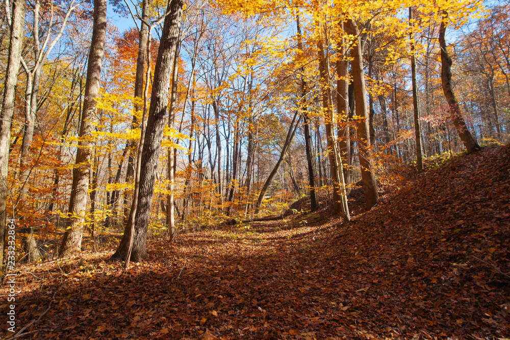 Fototapeta premium Fall in the Forest