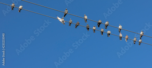doves on power line