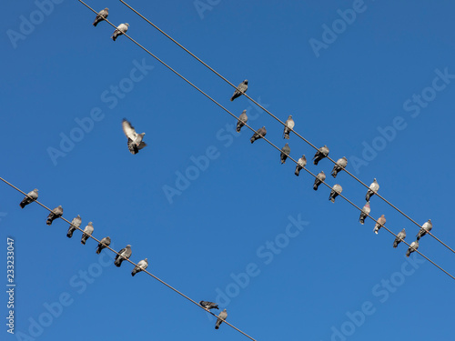 doves on power line