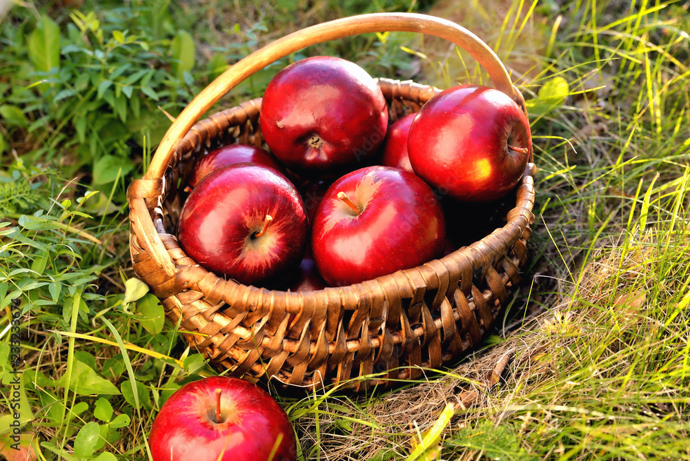 Red apples in a basket on green grass in the rays of the setting sun. Tinting Red apples in a basket on green grass in the rays of the setting sun. Tinting