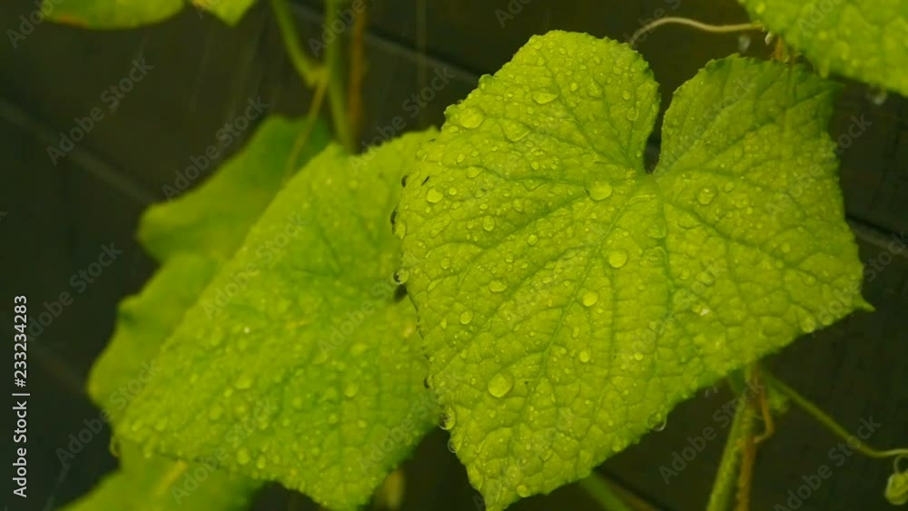 Large drops of rain on the cucumber leaves, slow motion Large drops of rain on the cucumber leaves, slow motion