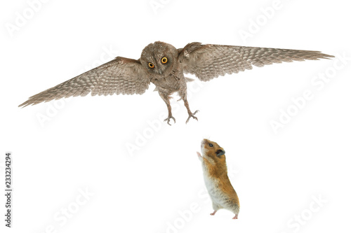 owl and hamster isolated