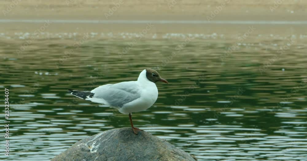 one Black-headed seagull stands on a stone close-up one Black-headed seagull stands on a stone close-up