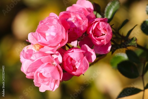 rosa Rosen am Busch