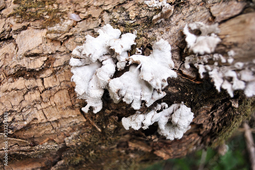 White mushrooms on an old tree trunk, blurry brown bark background