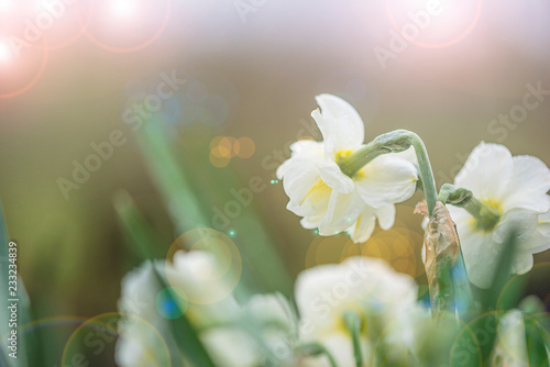 Fototapeta Naklejka Na Ścianę i Meble -  Asparagus harvest: men's hand taking asparagus in the soil