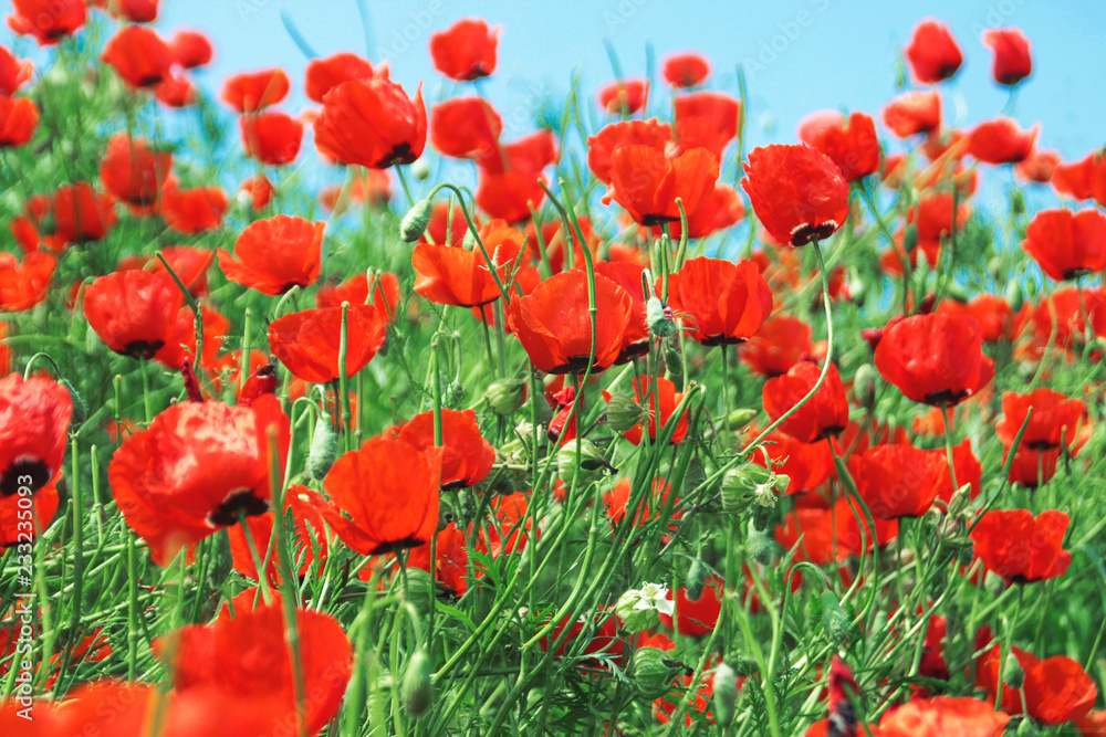 Obraz premium Poppies