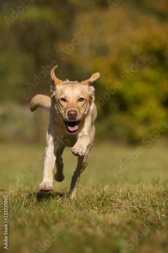 Fototapeta Naklejka Na Ścianę i Meble -  Running labrador retriever dog in autumn landscape