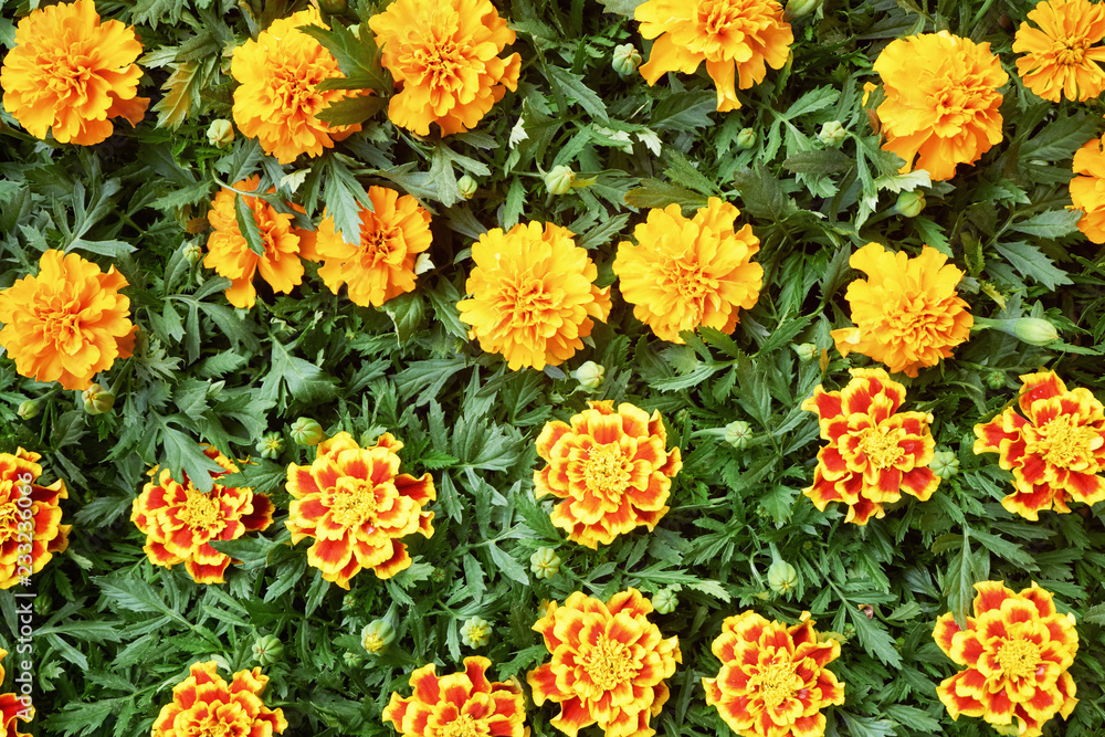 Beautiful flowers background Beautiful flowers background