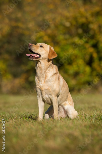 Labrador retriever sitting in a autumn meadow