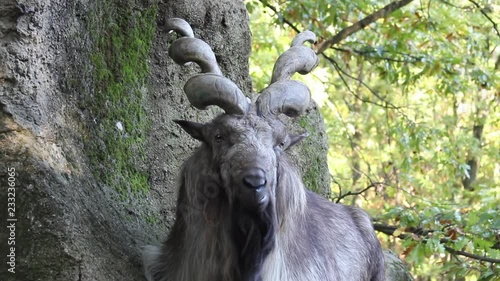 Primo piano di un Markhor o Capra Falconeri photo