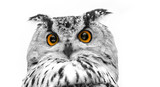 A close look of the orange eyes of a horned owl on a white background. Focused on the eyes. In black and white with colored eyes.