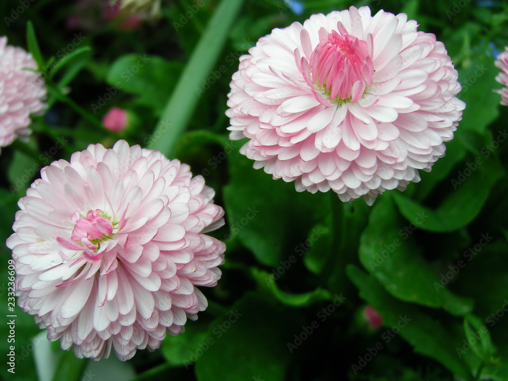 Fototapeta premium flowers in the garden