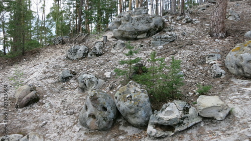 Fotografie stony forrest