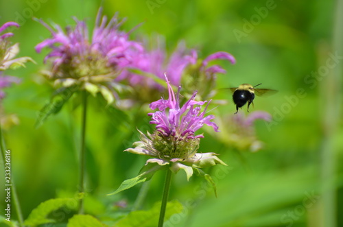 Bee in Monarda fistulosa