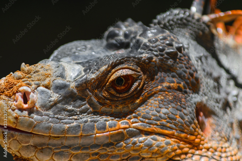Fototapeta premium Portrait of seriously looking orange iguana in Bali, Indonesia