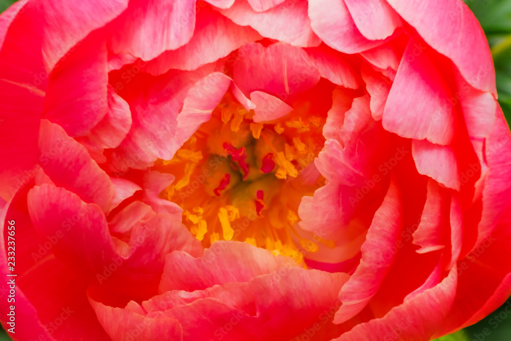 Pink Petals Peony Paeonia Perrenial Pink Petals Peony Paeonia Perrenial