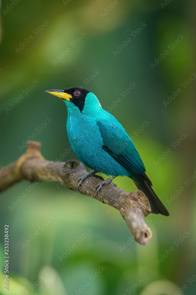 Fototapeta premium The Green Honeycreeper, Chlorophanes spiza is sitting on the branch in green backgound, amazing blue colored bird, Trinidad