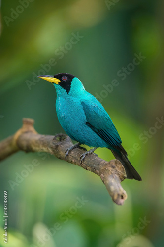 The Green Honeycreeper, Chlorophanes spiza is sitting on the branch in green backgound, amazing blue colored bird, Trinidad