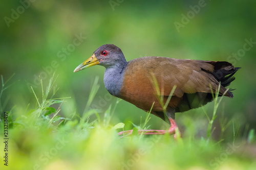 The Grey-necked Wood Rail, Aramides cajaneus is walking in the green grass, very small deep of focus, Trinidad