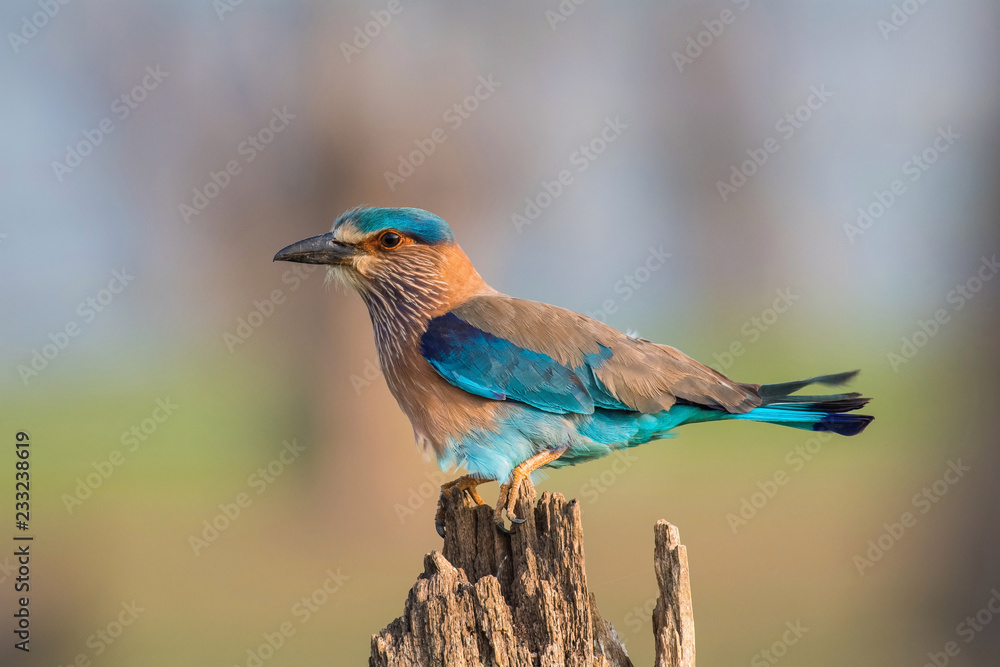 Obraz premium The Indian Roller, Coracias benghalensis is sitting and posing on the branch, amazing picturesque green background, in the morning during sunrise, Srí Lanka