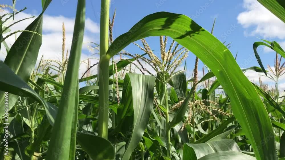 In middle of a cornfield. Corn field corn motion farm. Green grass agriculture. In middle of a cornfield. Corn field corn motion farm. Green grass agriculture.
