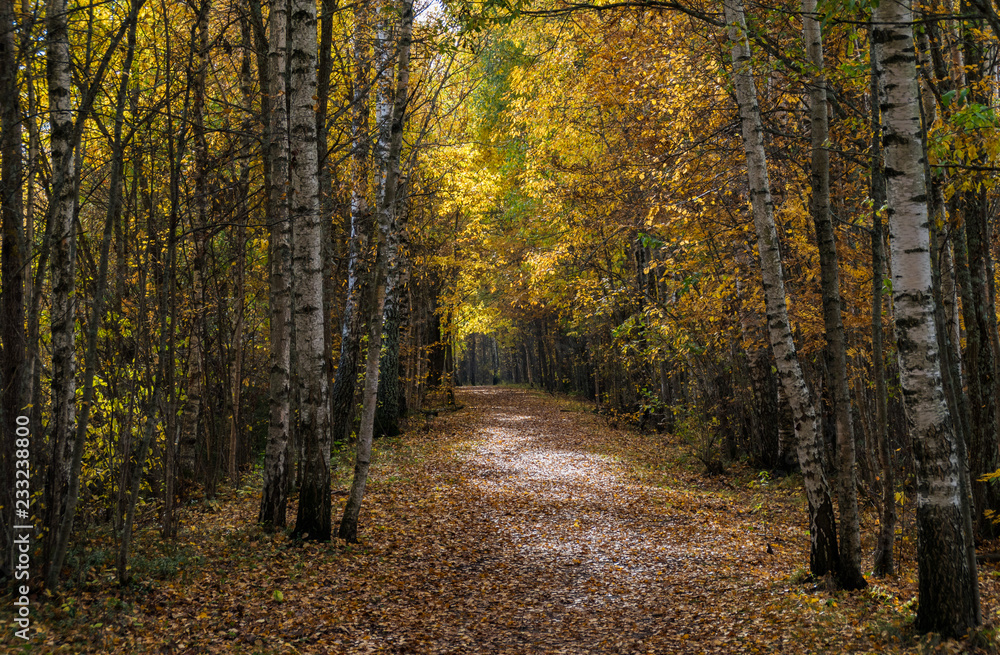 birch grove in autumn