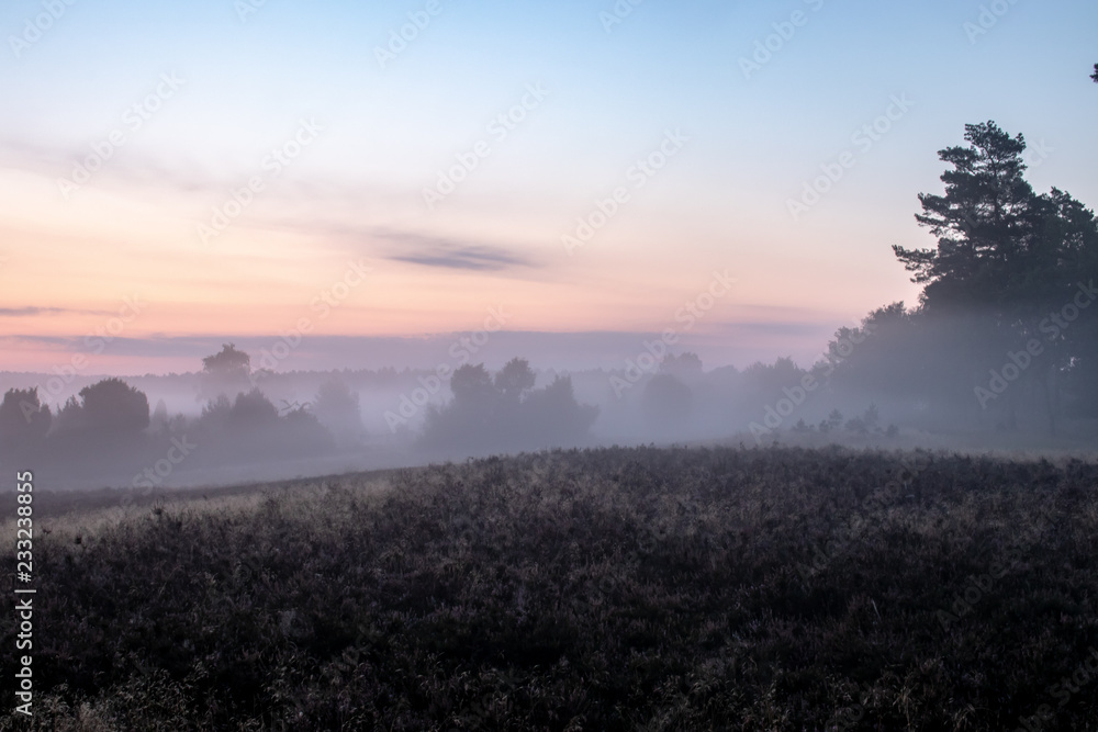 Naklejka premium Fog over beautiful flowering heath landscape at sunrise in the Lueneburger Heath, Germany