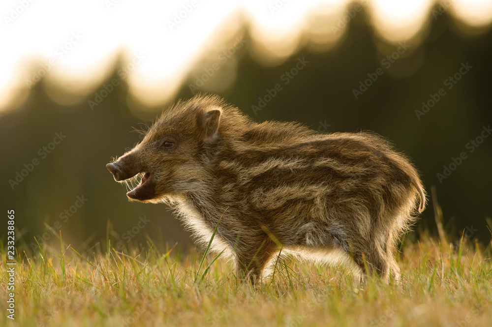 The Wild Boar piglet, sus scrofa is standing in the grass in the backlight of sunset. In the backgound is dark forest. The Piglet has opened snout and his hair lights. The Wild Boar piglet, sus scrofa is standing in the grass in the backlight of sunset. In the backgound is dark forest. The Piglet has opened snout and his hair lights.