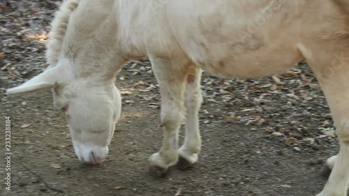 Un Asino albino fiuta per terra photo