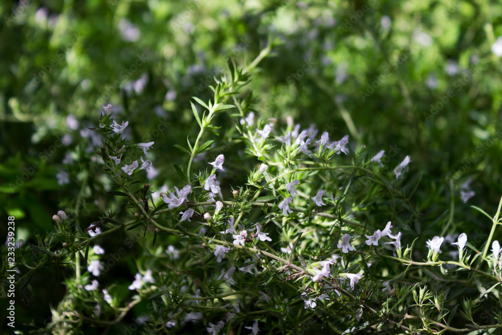 Flowering white flowers rosemary, aromatic and useful plant, background Flowering white flowers rosemary, aromatic and useful plant, background