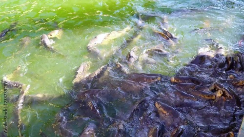 Carp frenzy feeding