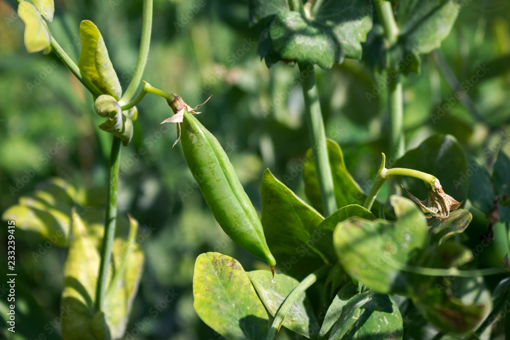 Pea pods hanging on the plant in the garden, legume Pea pods hanging on the plant in the garden, legume