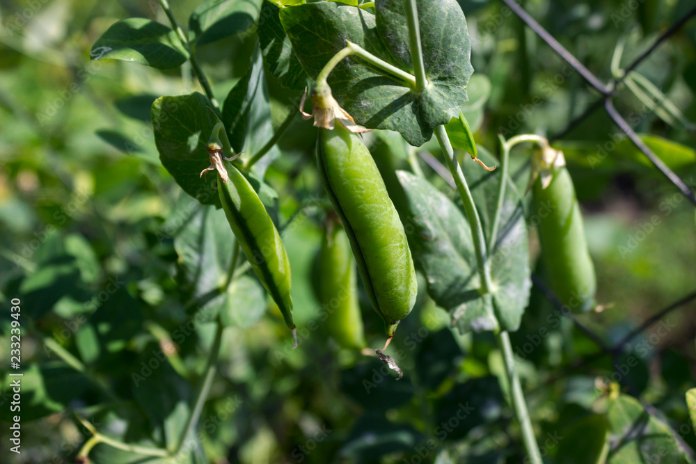 Pea pods hanging on the plant in the garden, legume Pea pods hanging on the plant in the garden, legume