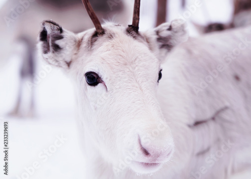 Young reindeer with small horns on winter farm Lapland