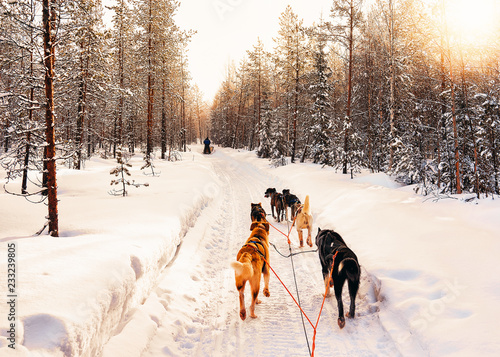 Husky dog sled of Finland in Lapland winter