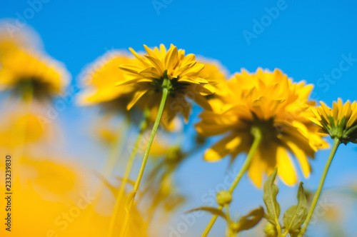Bright yellow flowers on a blue sky blurred background on a Sunny summer day.