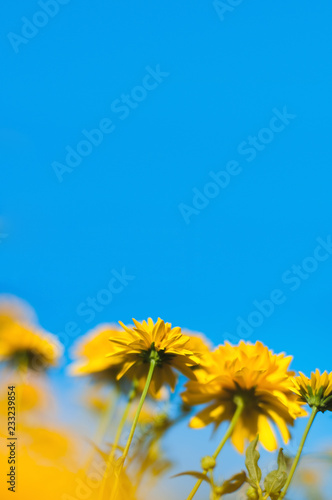 Bright yellow flowers on a blue sky blurred background on a Sunny summer day.